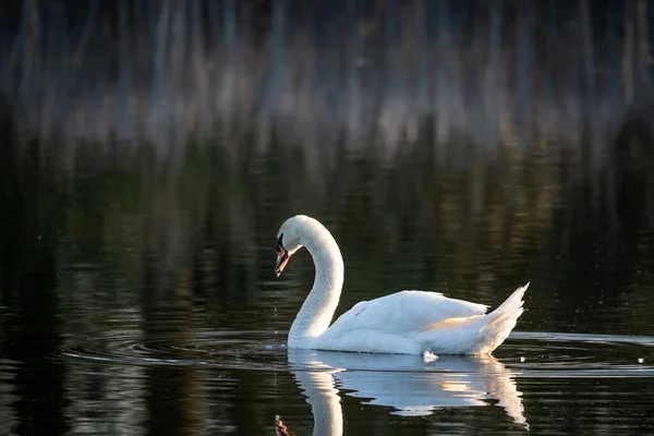 Swan in the pond in the morning light.