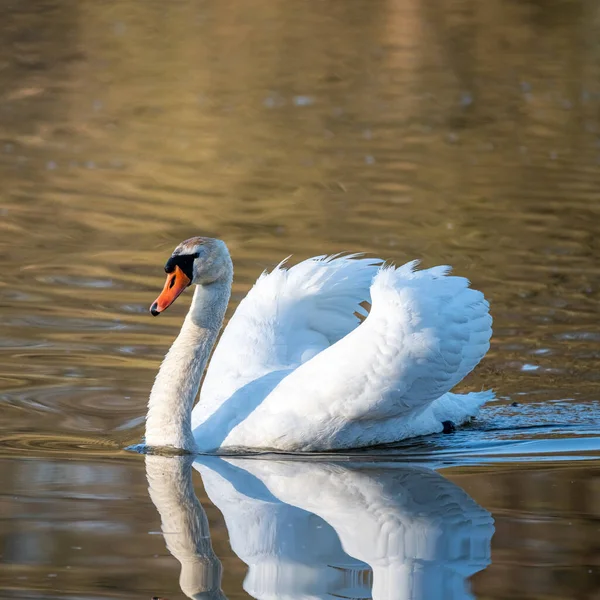 Swan in the pond in the morning light.