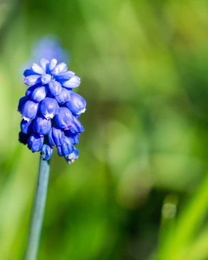 Krakow botanik bahçesinden çiçekler..