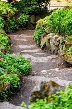Krakow botanik bahçesinden çiçekler..