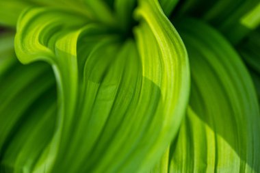 Yeşil veratrum nigrum yaprağı.