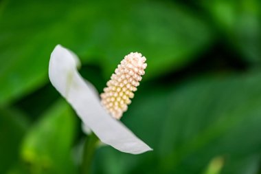 Krakow botanik bahçesinden çiçekler..