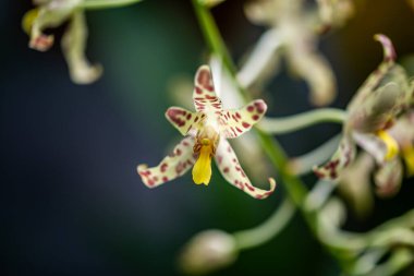 Krakow botanik bahçesinden çiçekler..