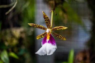 Krakow botanik bahçesinden çiçekler..