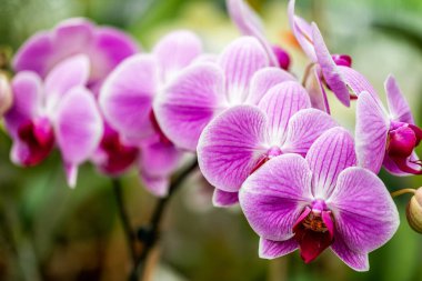 Krakow botanik bahçesinden çiçekler..