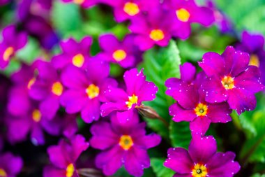 Krakow botanik bahçesinden çiçekler..