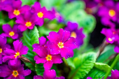 Krakow botanik bahçesinden çiçekler..