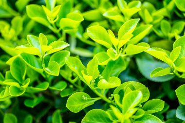 Krakow botanik bahçesinden çiçekler..