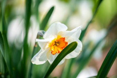 Krakow botanik bahçesinden çiçekler..