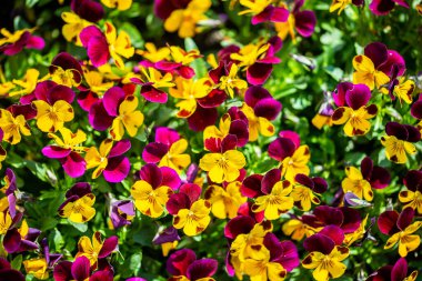 Krakow botanik bahçesinden çiçekler..