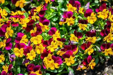 Krakow botanik bahçesinden çiçekler..