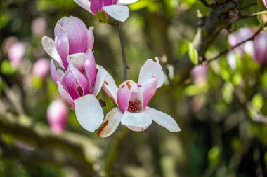 Krakow botanik bahçesinden çiçekler..