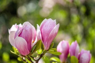 Krakow botanik bahçesinden çiçekler..