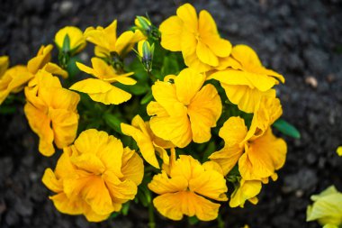 Krakow botanik bahçesinden çiçekler..