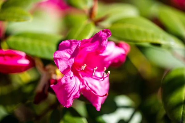 Blommor Från Krakow Botaniska Trädgården — Stockfoto