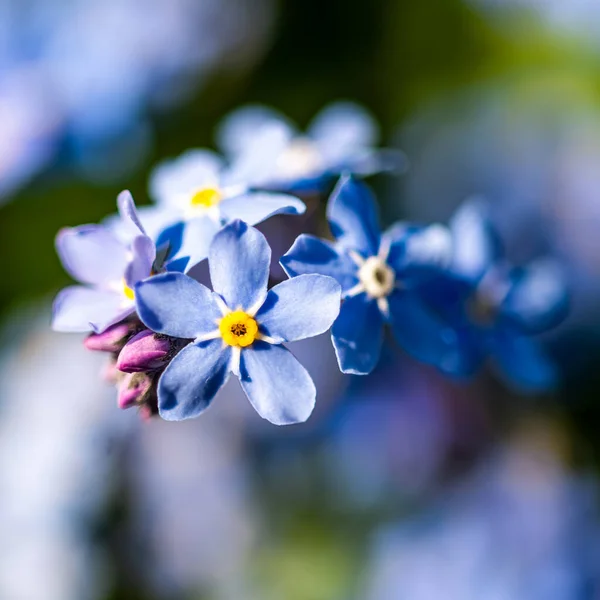 Blumen Aus Dem Botanischen Garten Krakau — Stockfoto