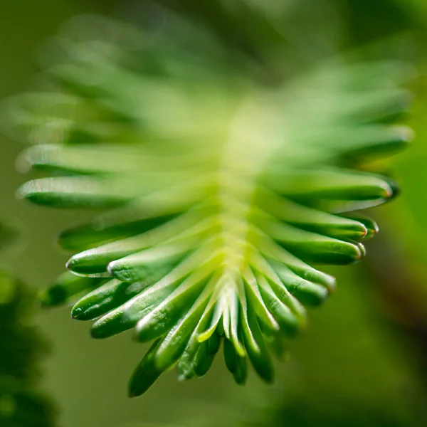 Flores Del Jardín Botánico Cracovia — Foto de Stock