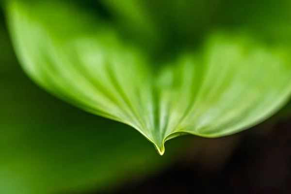 Зеленый Лист Veratrum Nigrum — стоковое фото