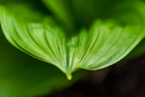 Зеленый Лист Veratrum Nigrum — стоковое фото