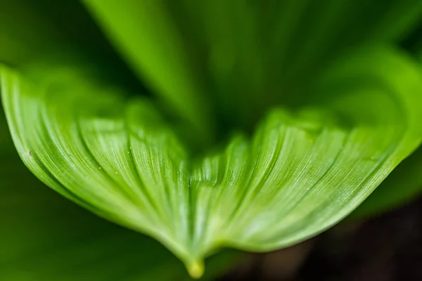 Зеленый Лист Veratrum Nigrum — стоковое фото