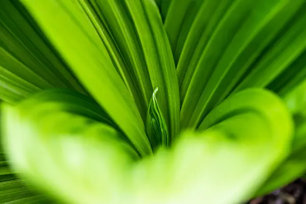 Зеленый Лист Veratrum Nigrum — стоковое фото