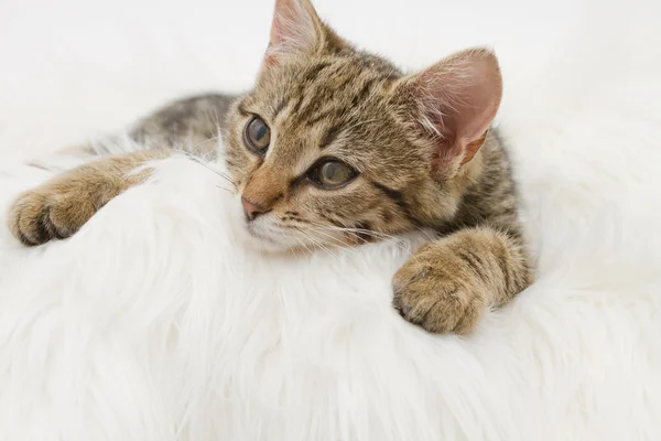 European domestic cat (3 months old) — Stock Photo, Image