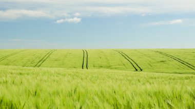 Mavi bulutlu gökyüzü arka plan ile yeşil mısır tarlası