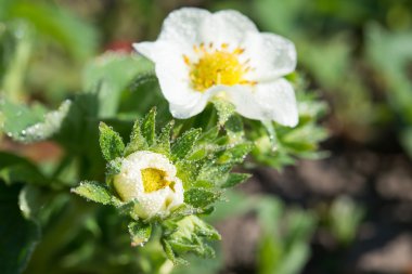 Çiy ile berry bitkinin çiçek yaprakları üzerinde damla