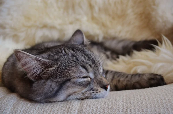 Uyuyan kedi kürk üzerinde