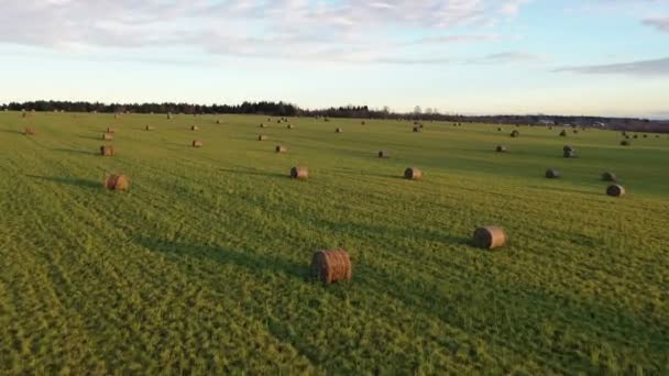 Sehr niedriger Flug bei Sonnenuntergang über einem Feld mit Heukreisen, die auf gemähtem grünen Gras liegen — Stockvideo