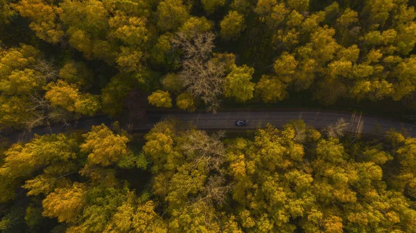 El coche conduce rápidamente a lo largo de la carretera a través del bosque amarillo de otoño en el que los rayos del sol caen —  Fotos de Stock