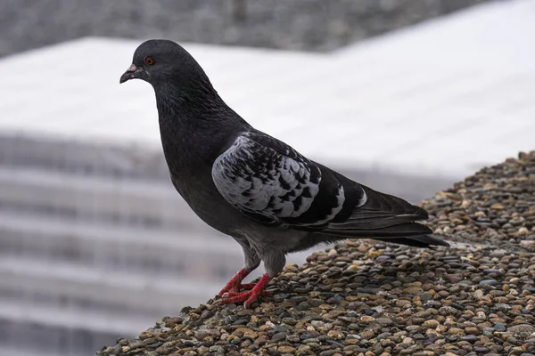 gray dove sits on the edge of the wall on a summer day and poses