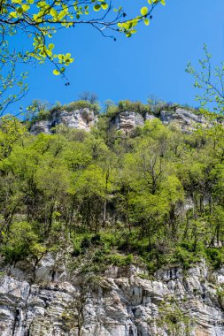 Ağaçlarla kaplı dağların alt manzarası