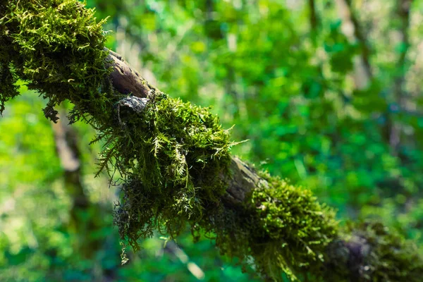 A moss-covered tree fell in the forest — Stock Photo, Image