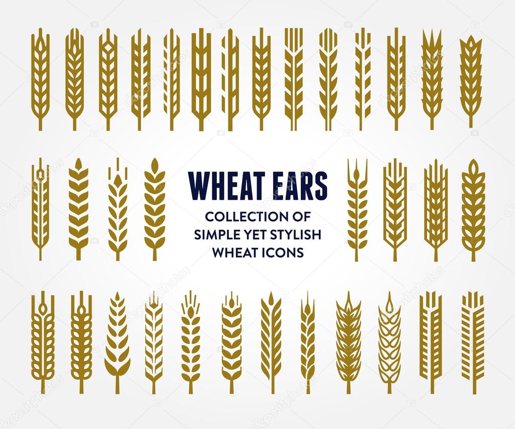 Set of simple and stylish Wheat Ears icons and design elements for beer, organic local farm fresh food, bakery themed design