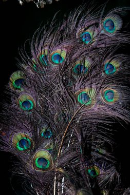 Koyu arkaplanda parlak mavi, yeşil ve altın rengi göz desenlerini gösteren canlı tavus kuşu tüylerinin yakın plan görüntüsü. Güzelliğin, zarafetin, ruhaniliğin ve Hint kültürünün sembolü, dekoratif, şenlikli ve tasarım kavramlarına uygundur..