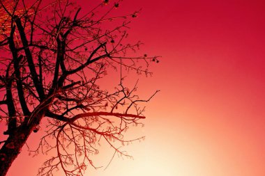 Ağaçlı kızıl gökyüzü, küresel ısınma kavramı