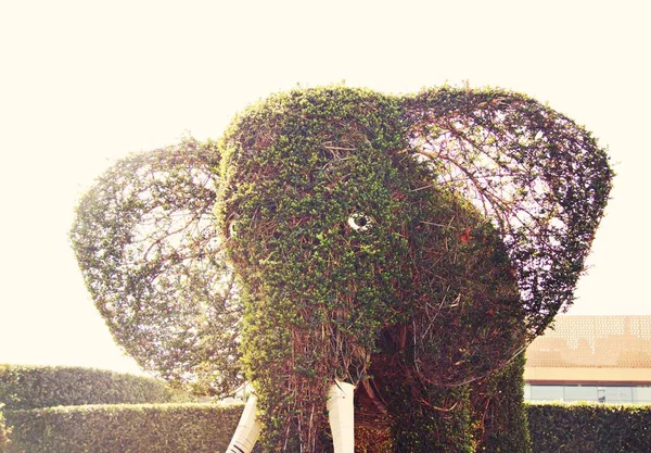Çiçekli Fillere Benzeyen Bitkiler — Stok fotoğraf