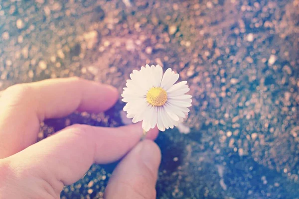 セメントから成長するデイジーの花 — ストック写真