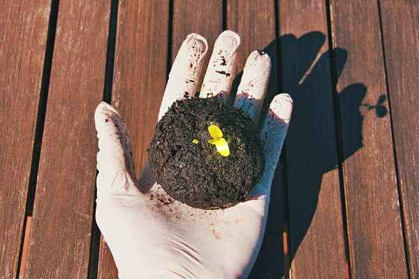 Hand Vit Handske Med Liten Planta Träbakgrund — Stockfoto