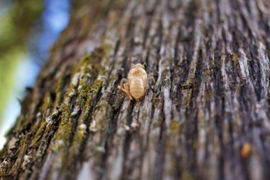 Ağacın üzerindeki böcek kabuğunu kapat. Yaz mevsiminde doğal deri değişimi kavramı..
