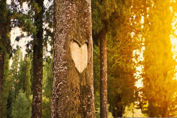 Forma Corazón Tallado Árbol Del Bosque Atardecer —  Fotos de Stock