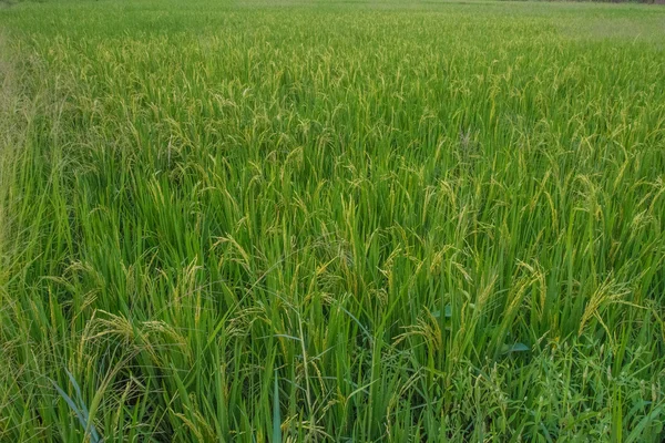 Rice field — Stock Photo, Image