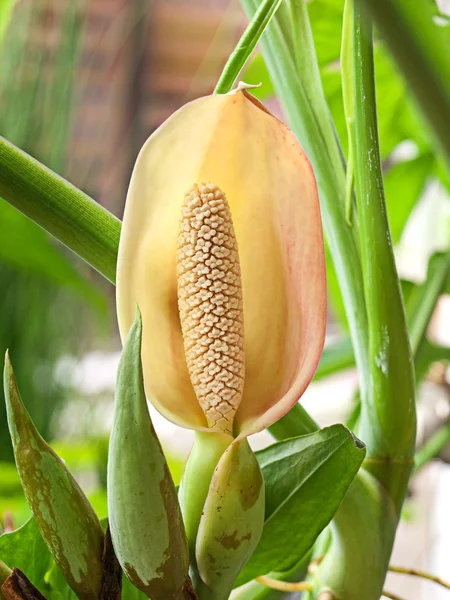 Flor de taro chinês . Imagem De Stock