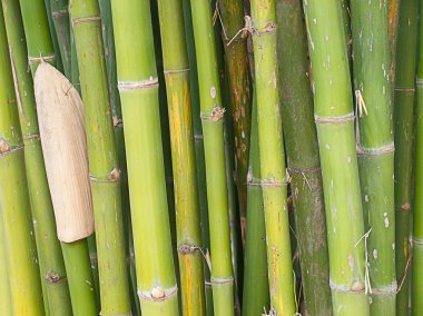 Bambu ormanı arka plan.