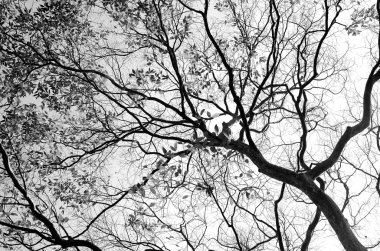 Siluet ağaç dalı.