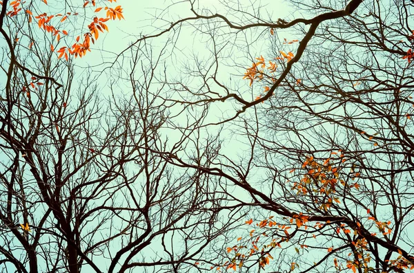 Automne arbre branche arrière-plan . — Photo