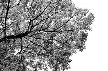 Siluet ağaç dalı.