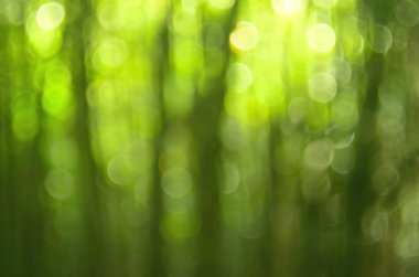 Yeşil doğa bokeh güneş ışık arka plan ile.