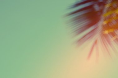 Doğa bokeh güneş ışığı hurma yaprağı arka plan bulanıklık.